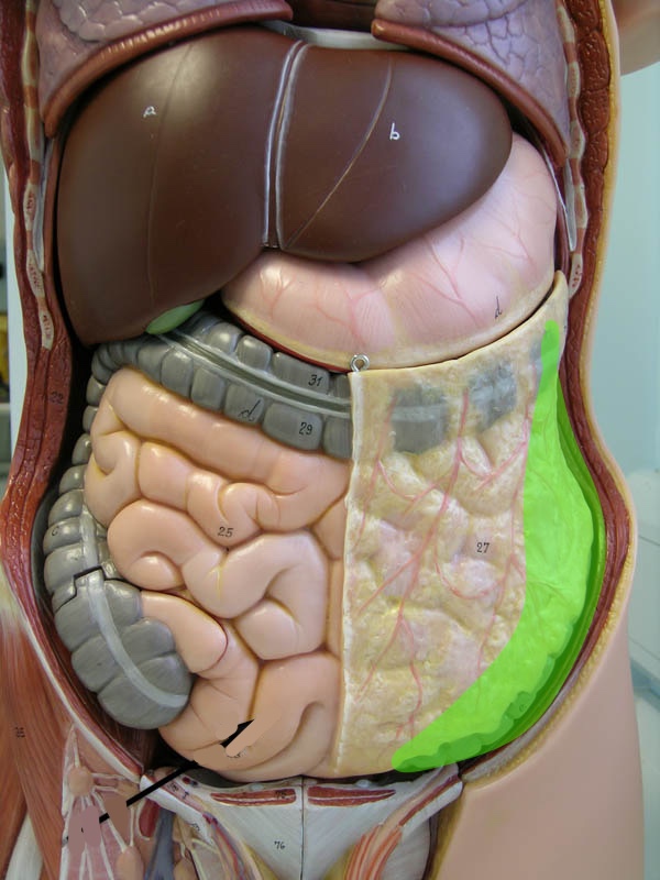 <p>Torso model: what is this?</p>