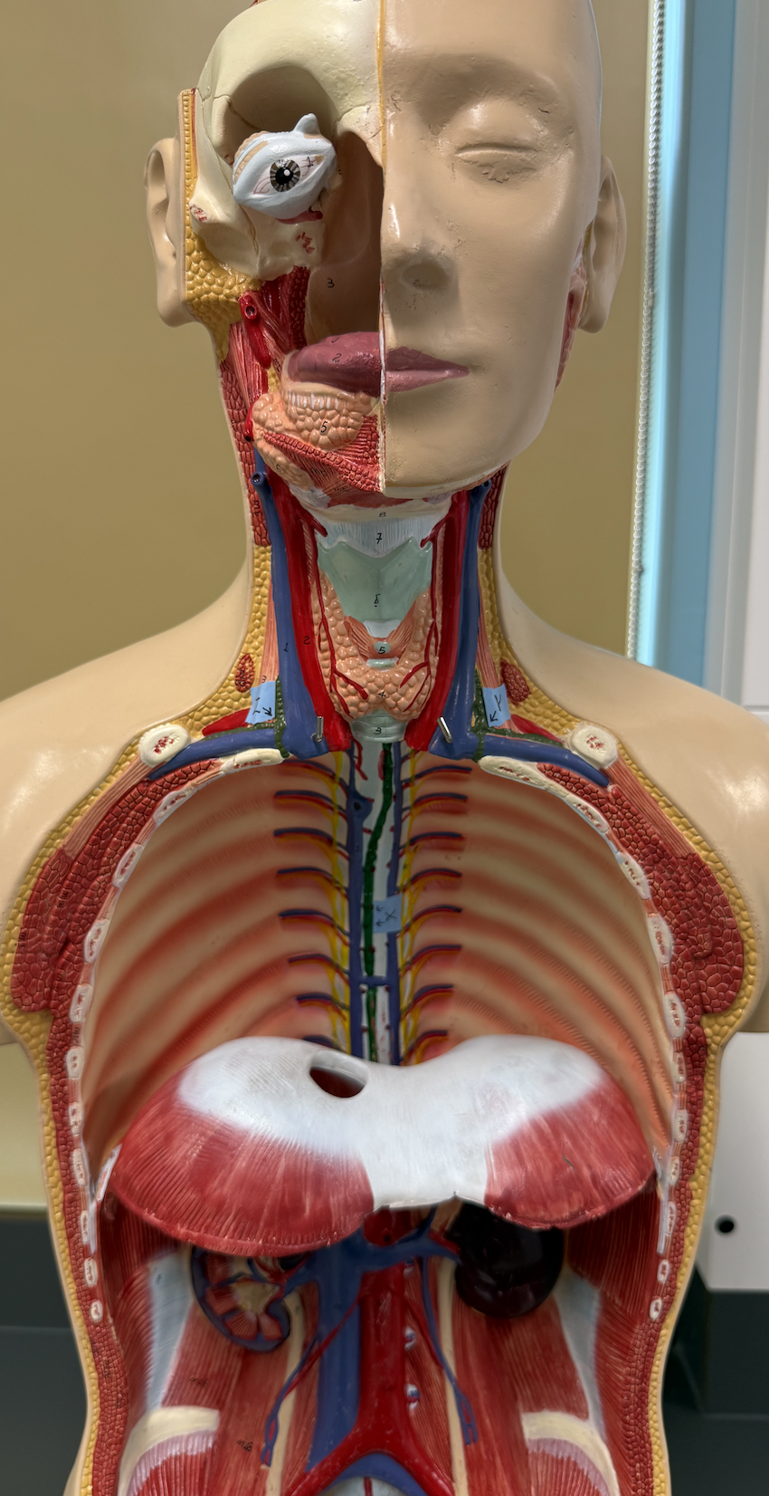 <p>Identify Structures: X. Y. Z.</p>