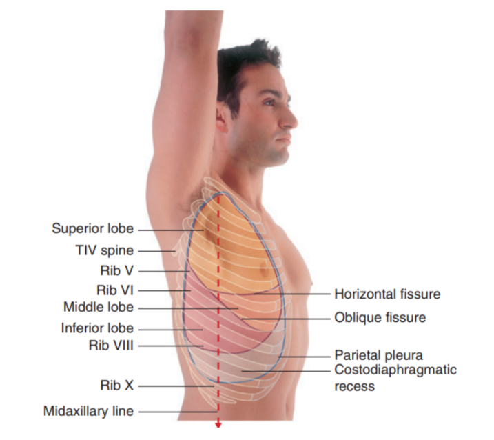 <ul><li><p>Inferior lung margin — </p><ul><li><p>Found at bottom of the thoracic wall, following a VI, VIII, X contour (ie. rib VI in the midclavicular line, rib VIII in the midaxillary line, and vertebra TX posteriorly) </p></li></ul></li><li><p>Oblique fissure position —</p><ul><li><p>Located in the midline, near the spine of vertebrae TIV, moves laterally downwards crossing fourth and fifth intercotal spaces and reaches VI laterally</p></li></ul></li><li><p>Horizontal fissure(right side) —</p><ul><li><p>Follows the contour of rib IV and its costal cartilage</p></li></ul></li><li><p>Oblique fissures on both sides follow the contour of rib VI and its costal cartilage</p></li></ul>