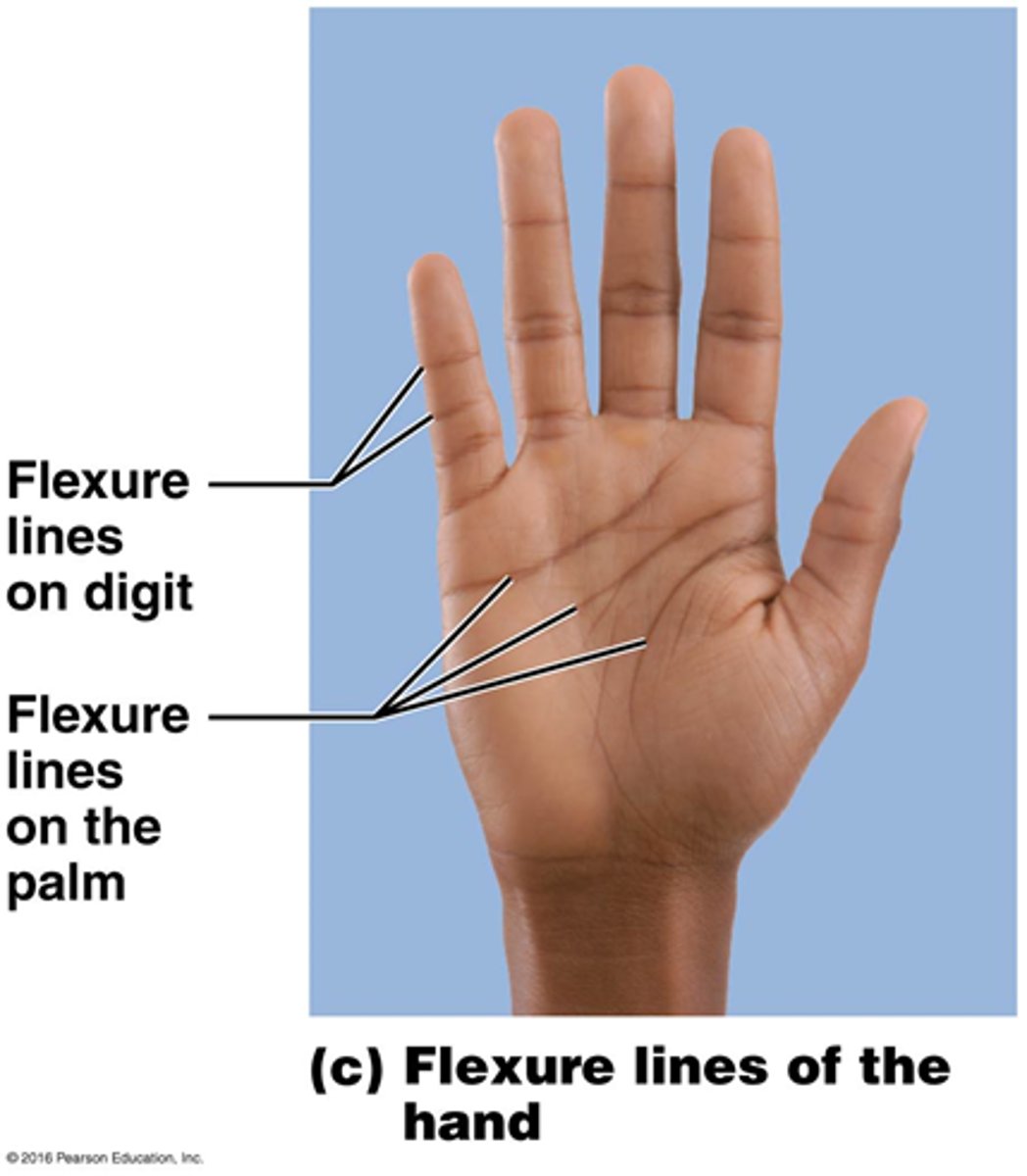 <p>dermal folds that occur at or near joints, where the dermis is tightly secured to deeper structures</p><p>- skin's inability to slide easily for joint movement causes deep crease</p><p>- visible on hands, wrists, fingers, soles, toes</p>