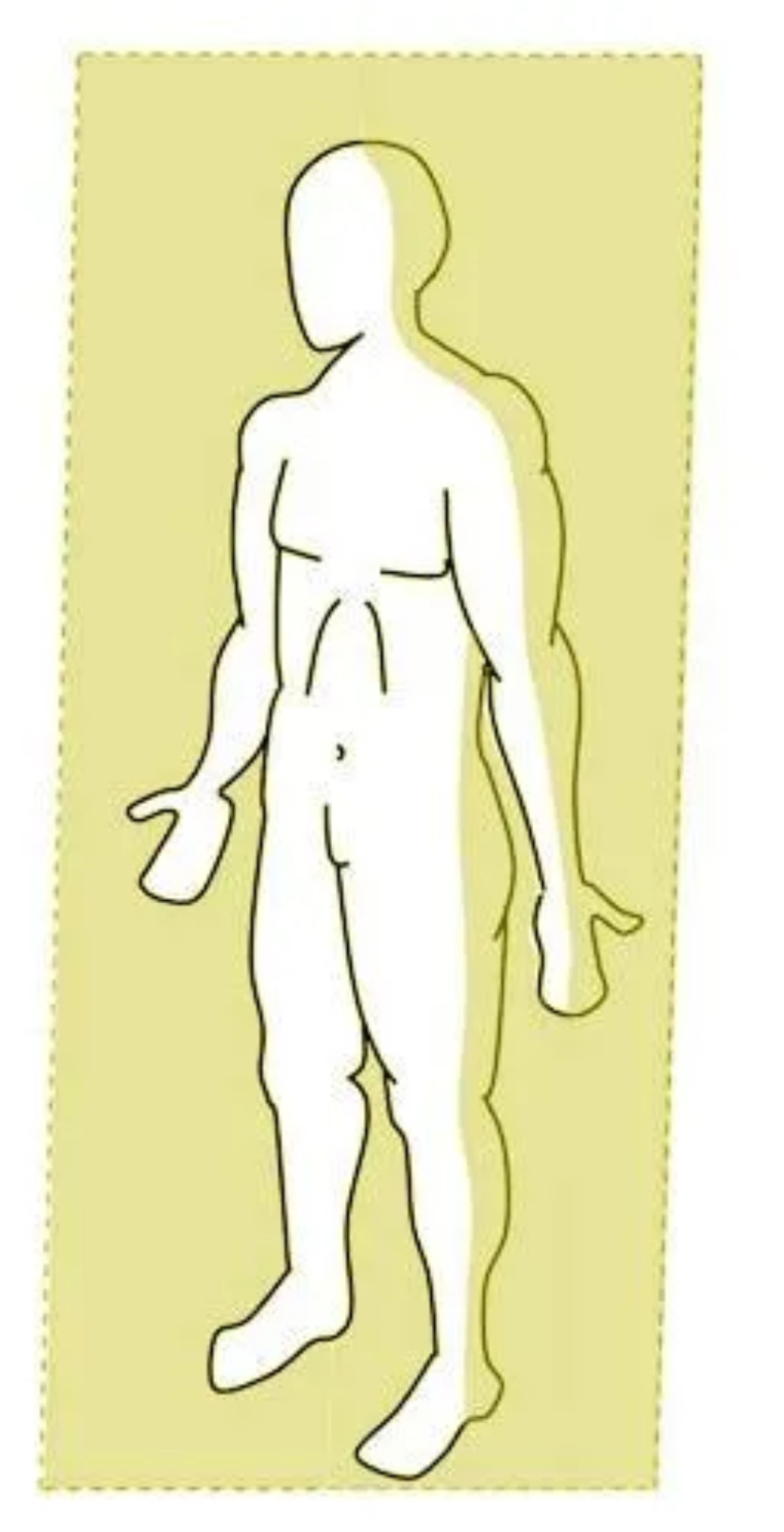 <p>divides the body front and back</p>