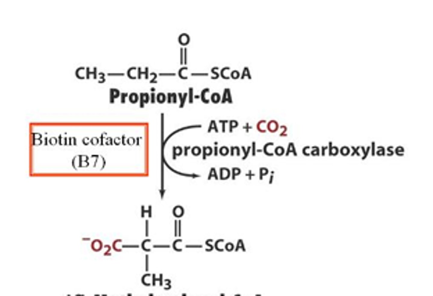 <p>these are enzymes that add a carboxyl group to their substrates </p>