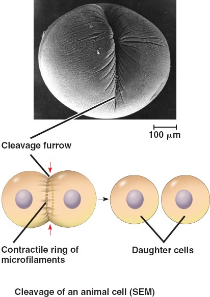 <p>Cleavage Furrow</p>