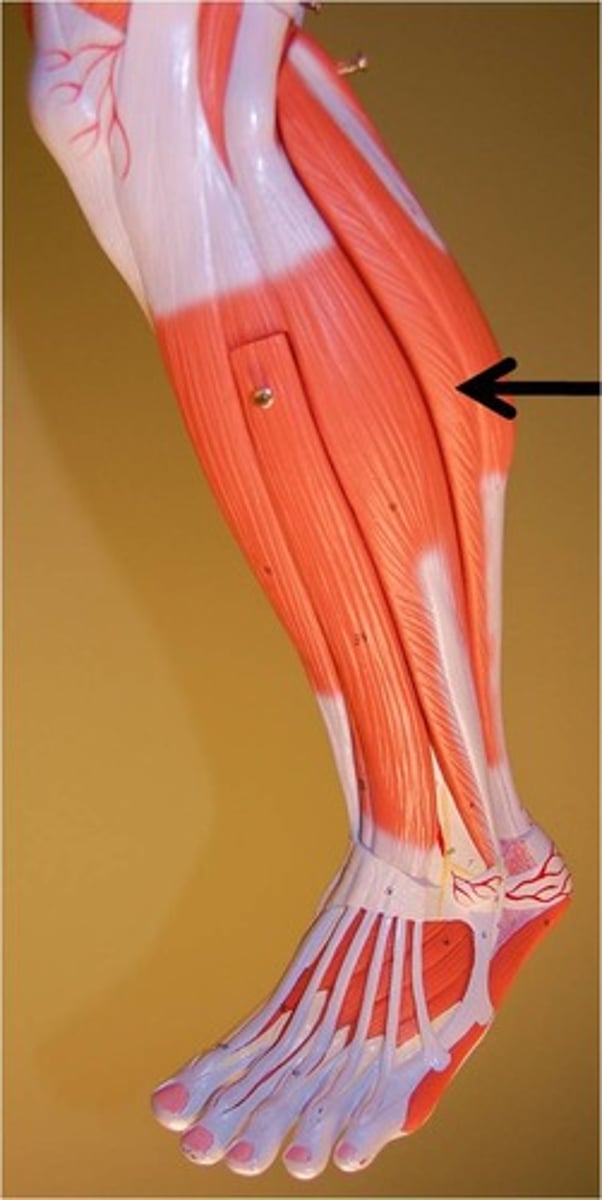 <p>Plantar flexion at ankle</p>