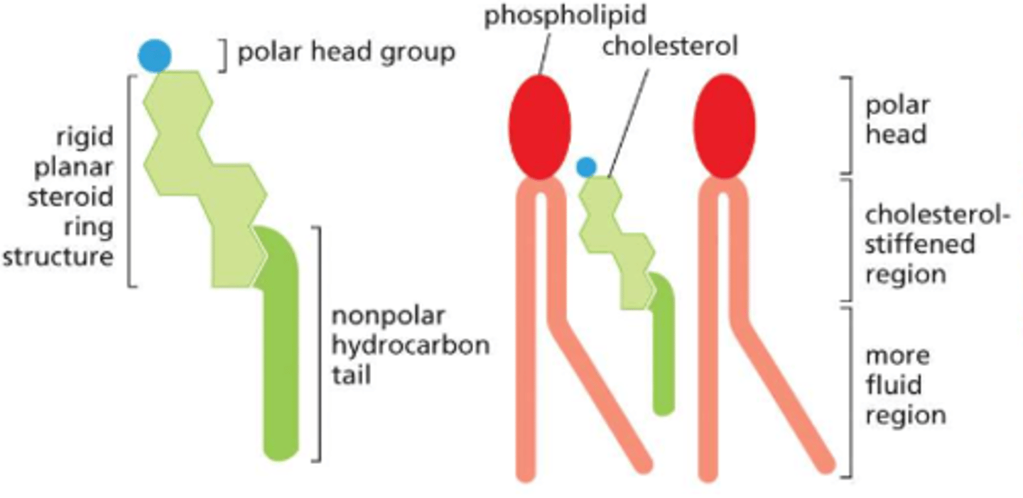 <p>by the inclusion of the sterol: cholesterol</p><p>cholesterol is present in esp. large amounts in the plasma membrane, makes up ~20% of the lipids in the membrane by weight</p><p>with its short, rigid steroid ring structure, it can fill the spaces between neighboring phospholipids left by the kinks in their unsaturated hydrocarbon tails -- tends to stiffen the bilayer, making it less flexible AND less permeable</p>
