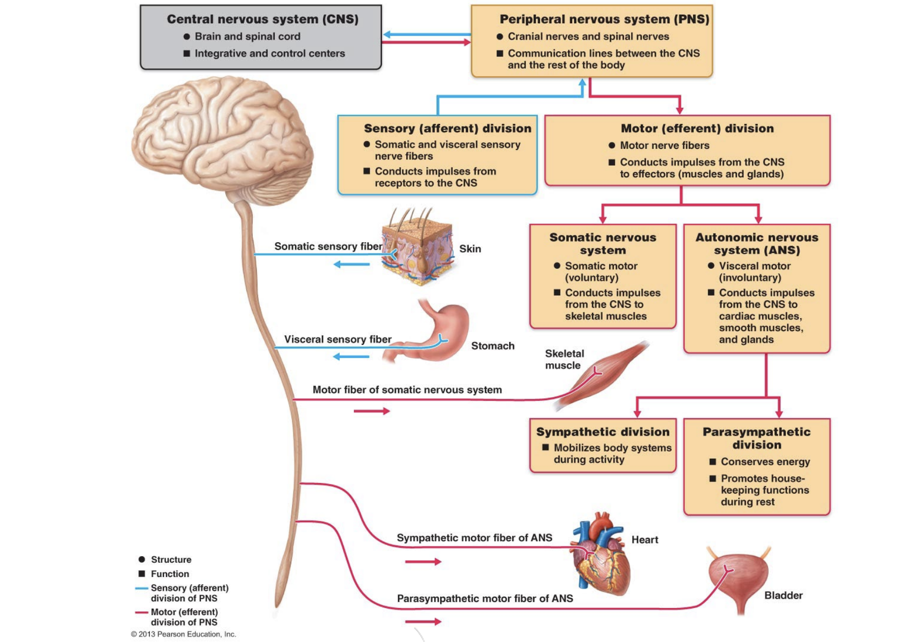 <p>Functions as control system in tandem with <u>endocrine system</u></p><ul><li><p>Rapid activation and deactivation</p></li><li><p>Short term control - muscles and glands can react in milliseconds</p><p></p></li></ul><img src="https://knowt-user-attachments.s3.amazonaws.com/35c5432f-0b26-4fc3-a7e1-881a9ac731b3.png" data-width="50%" data-align="center"><ol><li><p><strong><mark data-color="yellow" style="background-color: yellow; color: inherit;">Sensory input (perception)</mark></strong></p><p>Sensory division - <u>afferent pathway</u></p></li><li><p><strong><mark data-color="yellow" style="background-color: yellow; color: inherit;">Integration</mark></strong></p><p>Within the brain</p></li><li><p><strong><mark data-color="yellow" style="background-color: yellow; color: inherit;">Motor output (response)</mark></strong></p><p>Motor division - <u>efferent pathway</u></p></li></ol><img src="https://knowt-user-attachments.s3.amazonaws.com/2a1c6023-9411-4074-8395-73e4e0b791f4.png" data-width="50%" data-align="center" alt="oh enlightened one"><p></p>