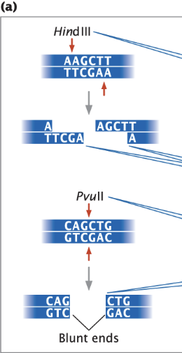\-sticky ends are produced by staggered cuts in DNA

\-blunt ends are produced by straight cuts across DNA