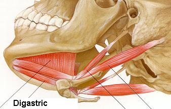 Digastric
Origin:
Insertion:
Action: