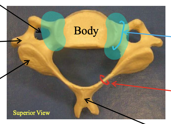 <p>Name the highlighted structure.</p>