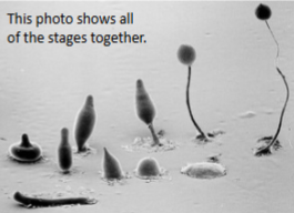 <p>They for a sorocarp. It has a stalk and the spore mass. The stalk cells die and will not reproduce and then germinate as amoeba. </p>