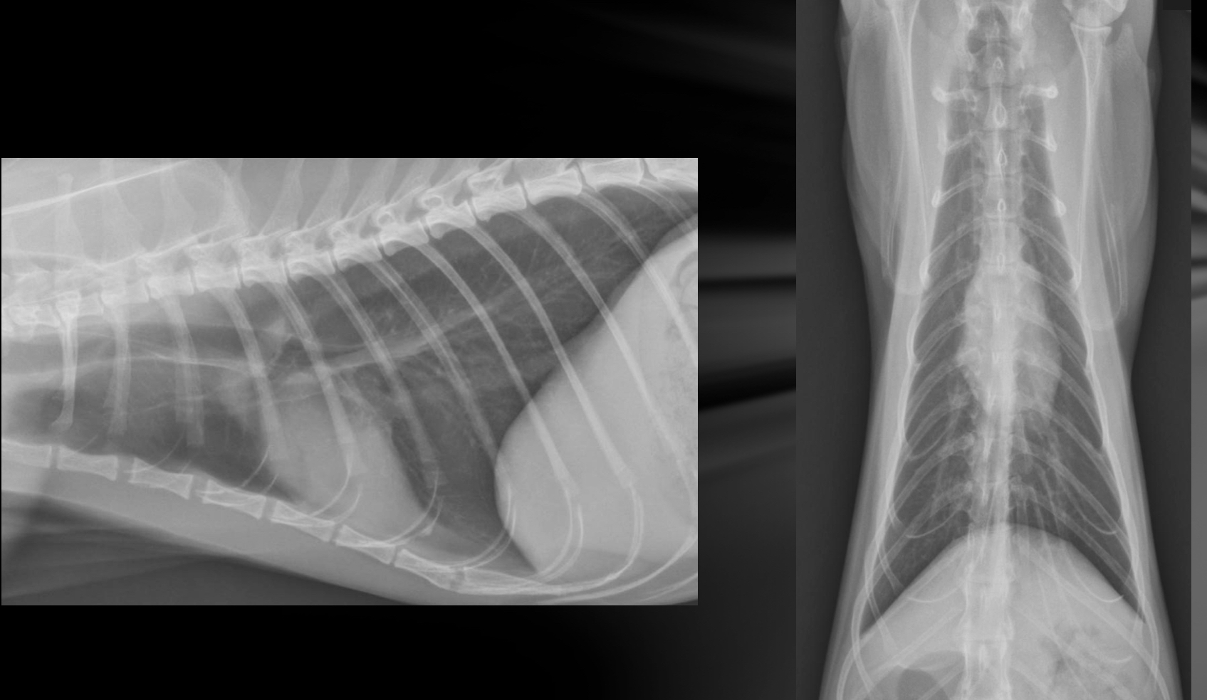 <p>What is going on with this cat heart?</p>