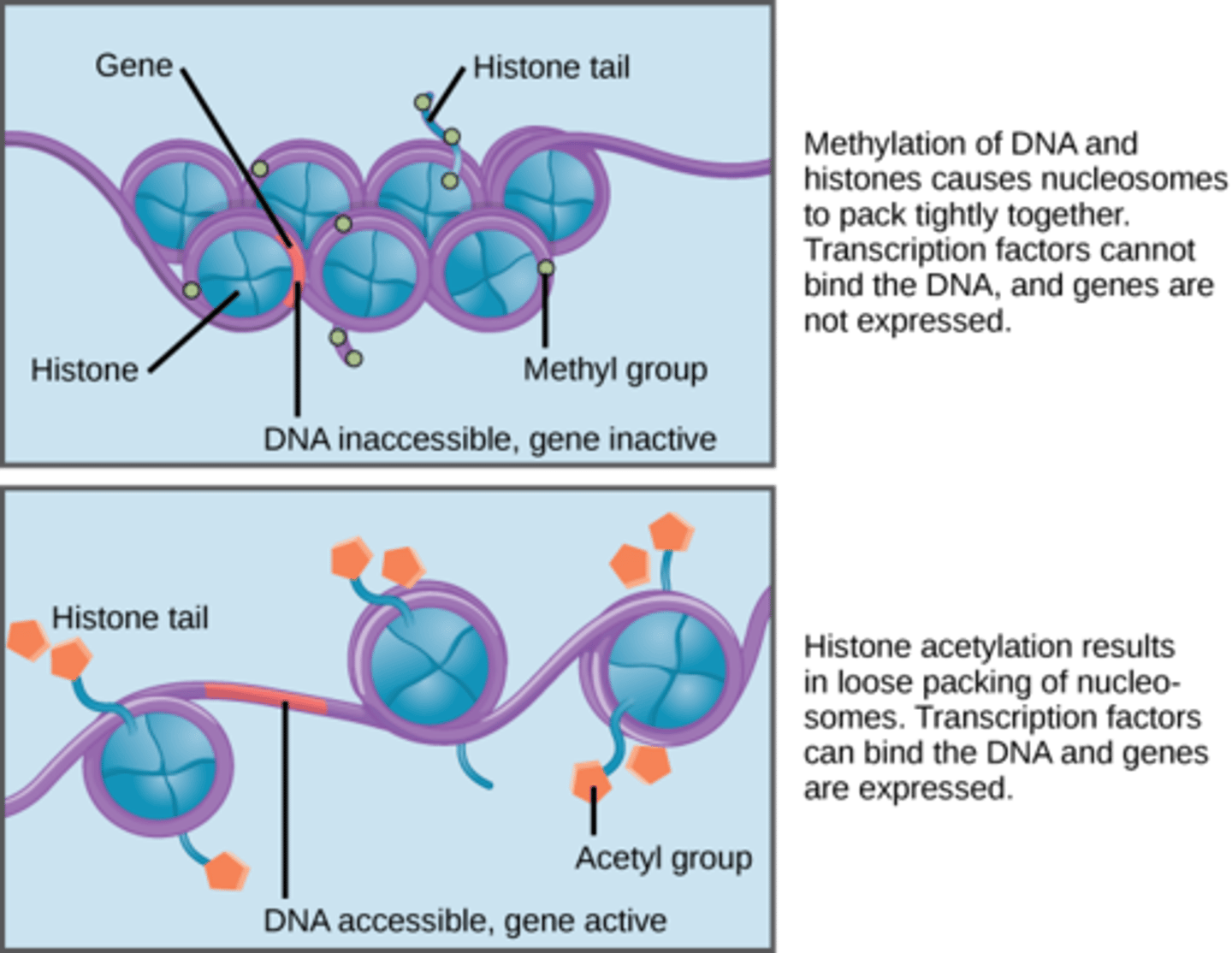 <p>Both deacetylation and methylation inactivate the expression of DNA.</p><p>The difference is that methylation is a permanent method of down-regulating genes while deacetylation is a reversible mechanism.</p>