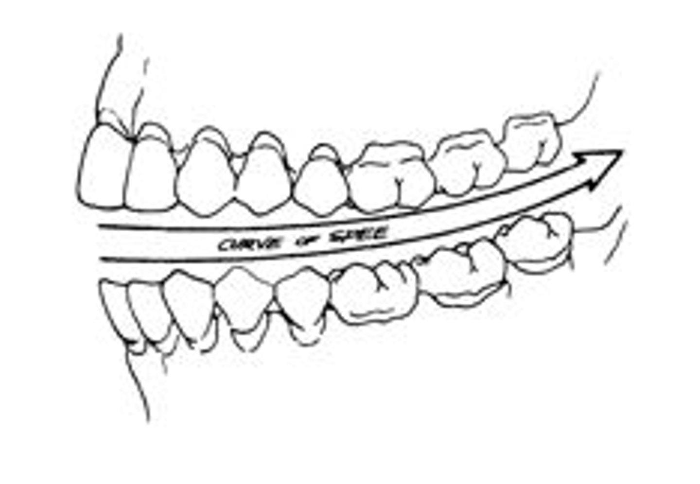 <p>axial alignment changes gradually from posterior to anterior teeth</p><p>-gradual convex in maxillary arch</p><p>-concave in mandibular arch</p><p>-also known as the Curve of Spee</p><p>-curvature of max. and man. arches that fit w/ each other</p>