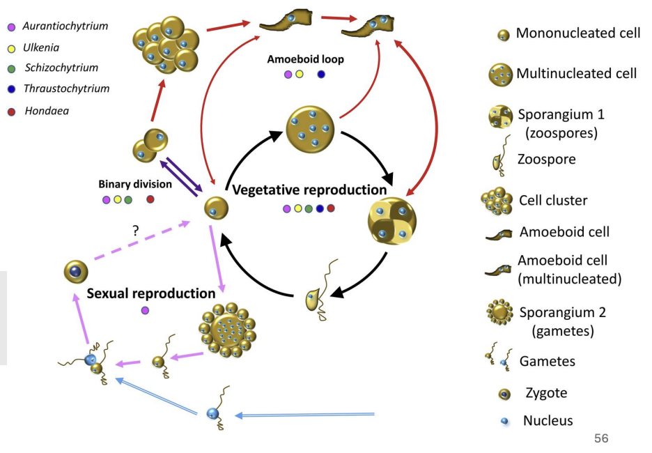 <p><strong>FALSE</strong></p><p>The predominant life cycle of Labyrinthulomycetes is <u>a</u>sexual</p>