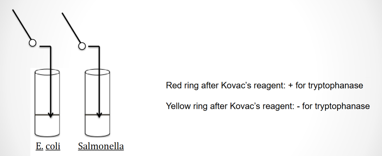 <p>Differential broth (differentiates b/t microbes that does-<u>E. coli </u>/ doesn’t-<u>Salmonella</u> produce tryptophanase enzyme)</p><p><u>Differential component</u>: Tryptophan</p><p>After 24 hrs of incubation, add 6 drops of Kovac’s reagent to each tube to see reaction.</p>