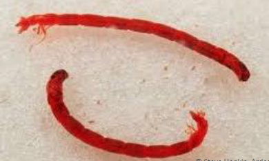 <p><em>Chironomus sp. </em>(bloodworm)</p>