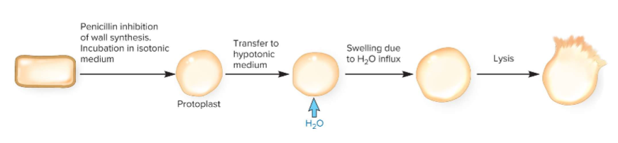 <p>in may survive in isotonic environments; for gram negative, the peptidoglycan helps cells resist in hypertonic environments</p>