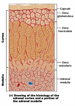 <p>Zona Glomerulosa, Zona Fasciculata, Zona reticularis</p>