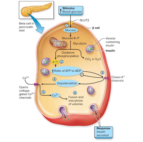 <p>Insulin release is stimulated by absorption of glucose and amino acids after</p><p class="p1">consuming food or drink: describe the 6 steps&nbsp;</p>