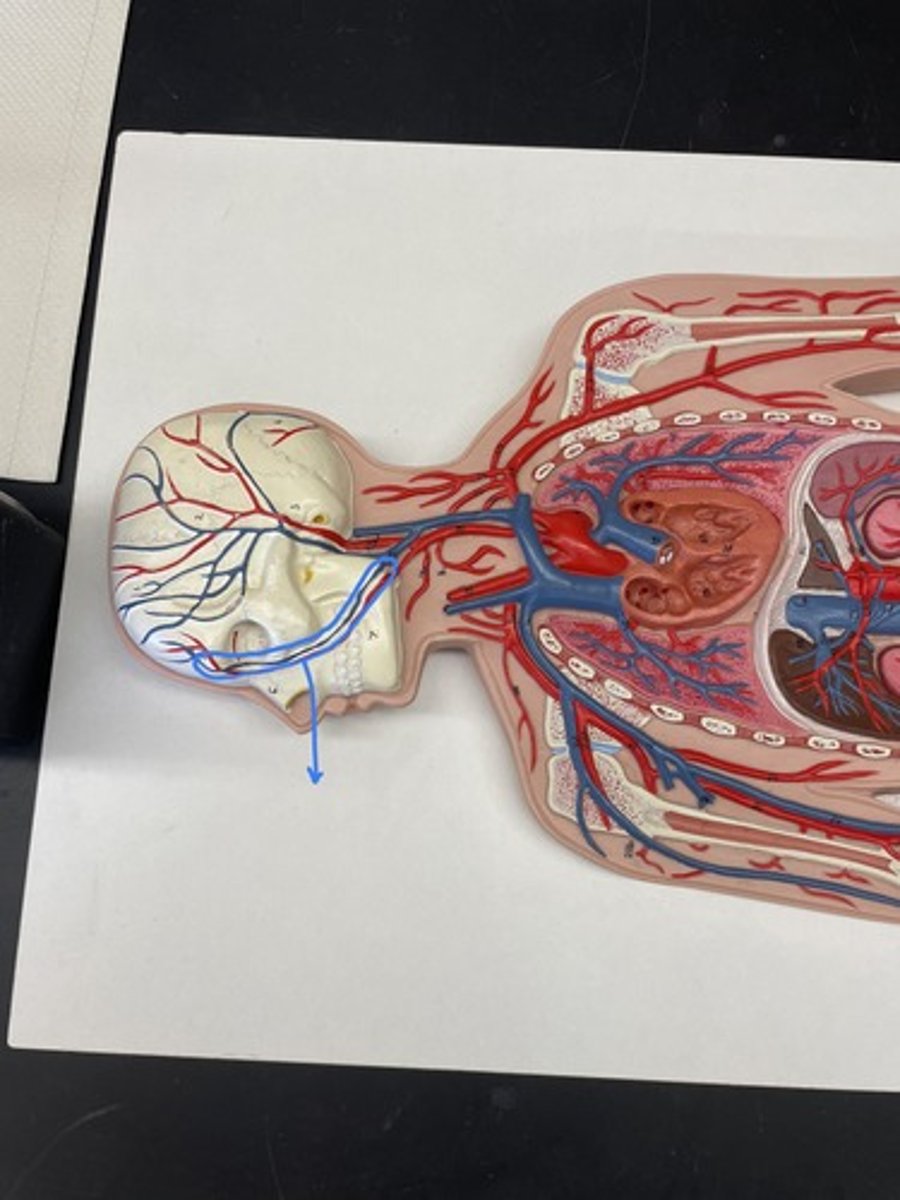 <p>drains the facial structures beginning near the eye and descending toward the mandible</p>