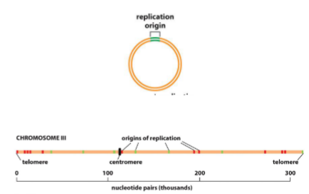 <p>Bacteria - 1 (1000 pairs/sec)</p><p>Eukaryotes - multiple (100 pairis/sec in humans)</p>