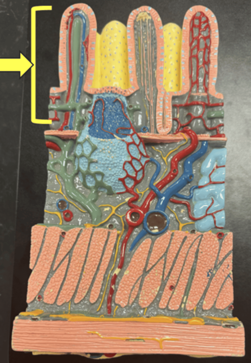 knowt flashcard image