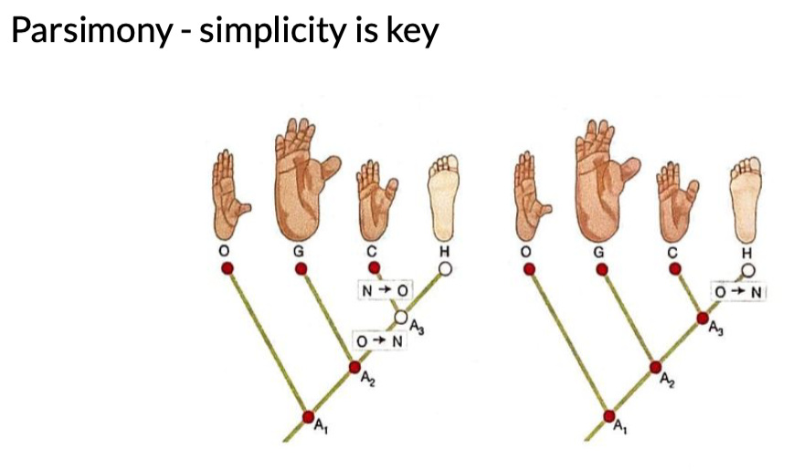 <p>Based on traits or DNA sequences; phylogeny</p>