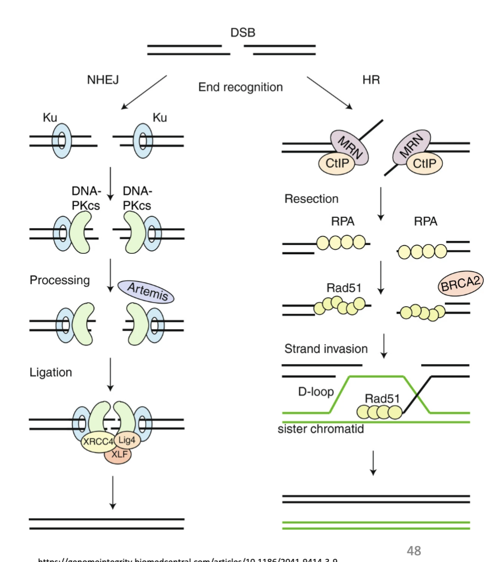 <ul><li><p>DSBs most cytotoxic lesions</p></li><li><p>Caused by cancer therapies and stalled and collapsed replication forks</p></li><li><p>2 main pathways: Homologous recombination (HR) and Non-homologous end-joining (NHEJ).</p></li><li><p>Vary in fidelity of repair and phase of cell cycle</p></li><li><p>BRCA1/2 and HR: hereditary risk of breast and ovarian cancer</p></li></ul><p></p>