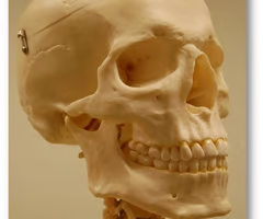 <p>a U-shaped bone in the neck that supports the tongue.</p>