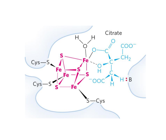 <p>EXAMPLE:</p><p>- Aconitase (TCA Cycle)</p><p>- Converts citrate to isocitrate</p><p>- Fe-S centre interacts with the substrate (citrate) to catalyse the reaction</p><p>.</p><p>- this is a learning outcome so u need to know this slide well</p>