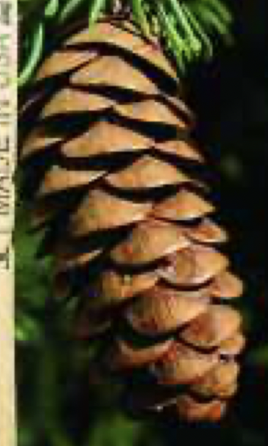 <p>1.5 to 2.5 in</p>