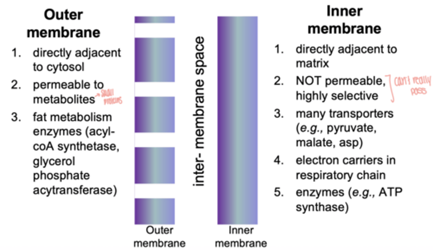 <p>highly selective</p><p>contains:</p><p>- ETC</p><p>- ATP synthase</p><p>folded into cristae → ↑ SA</p>