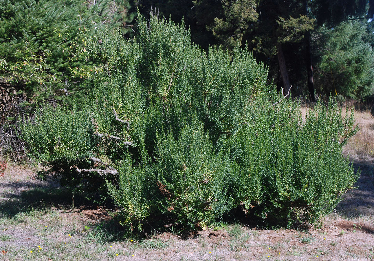 <ul><li><p>Baccharis pilularis</p></li><li><p>CSS</p></li></ul>