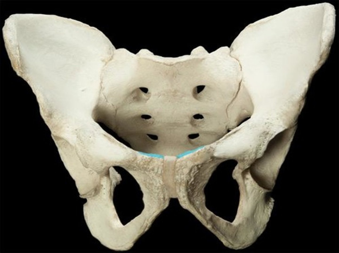 <p>ID the following bone</p>