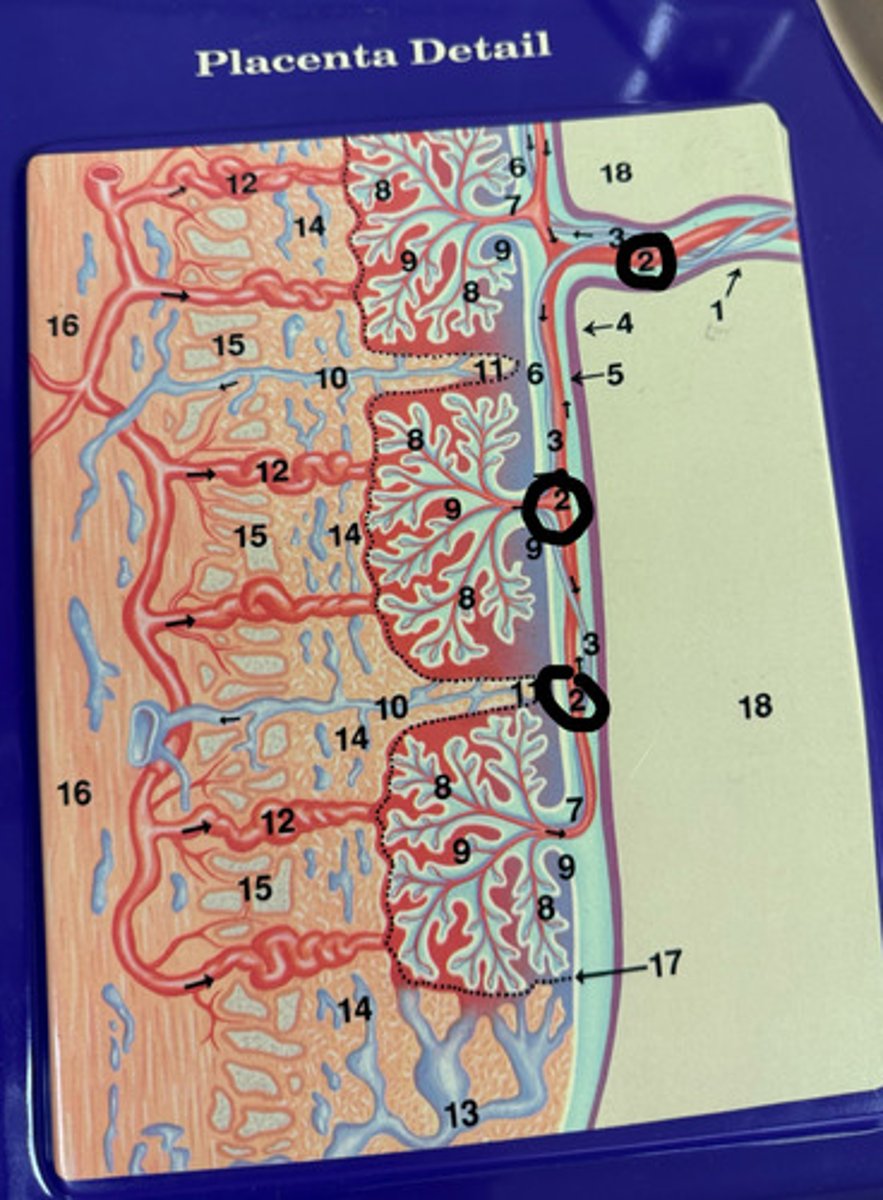 knowt flashcard image