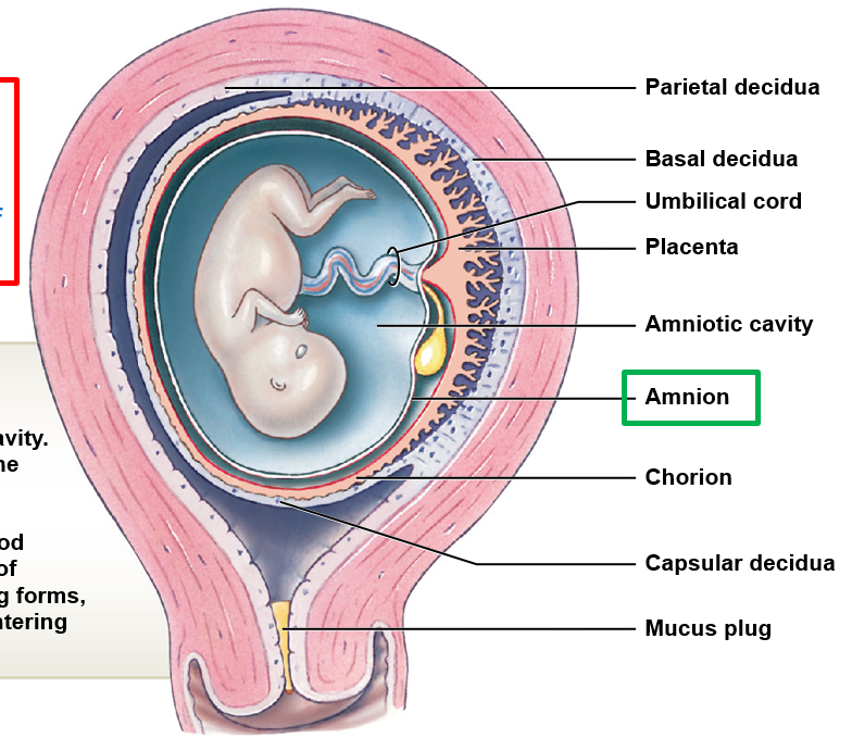 <p>mucus plug </p>
