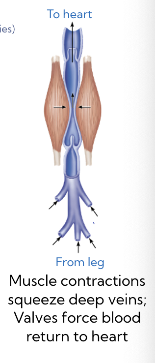 <p>returning blood during exercise</p>