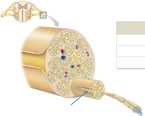 Dense connective tissue that surrounds each fascicle 
