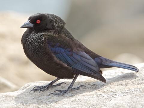 <p>Stocky blackbird with red eyes.</p>