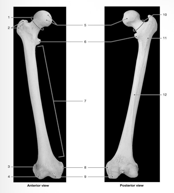 <p>What bone #____ articulate/moves with the hip above?</p>