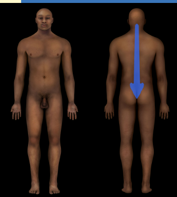 Spinal Column
