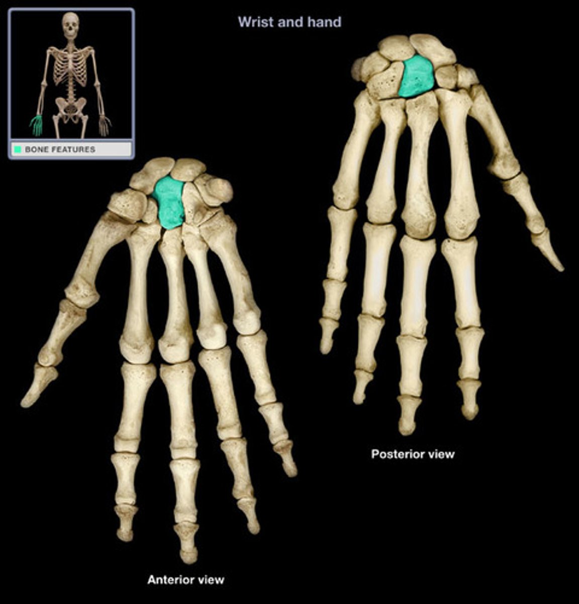 <p>the largest of the carpal bones, situated at the base of the palm of the hand and articulating with the third metacarpal.</p>