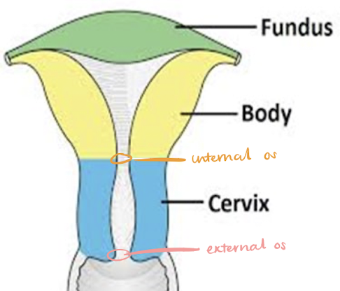 <ul><li><p>1-inch long</p></li><li><p>projects into vagina</p></li><li><p>cylindrical and fibrous</p></li><li><p>internos os</p></li><li><p>external os</p></li></ul><p></p>