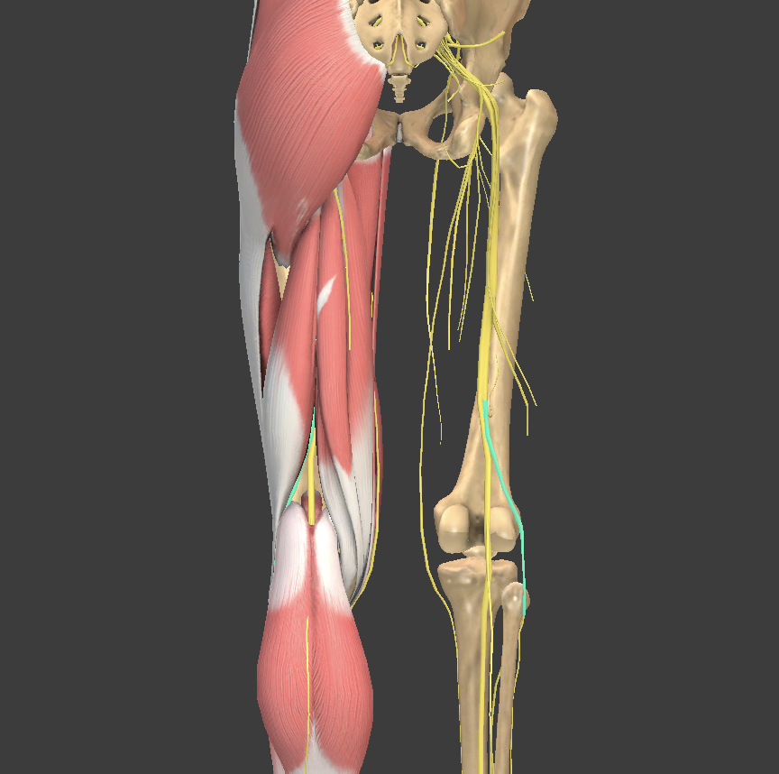<p>What structure is shown?</p>
