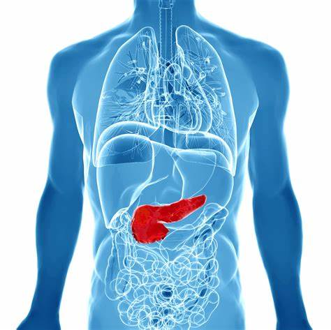 <p>a large elongated exocrine gland located behind the stomach; secretes pancreatic juice and insulin; regulates sugar in the blood</p>