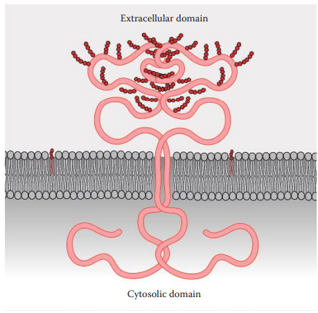 Diagram of the structure of glycophorin (GPA) protein.