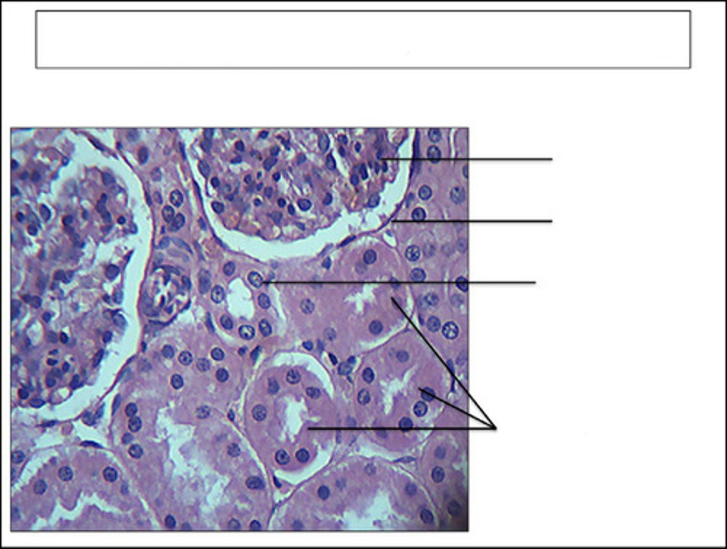 <p>identify this organ/structure</p>