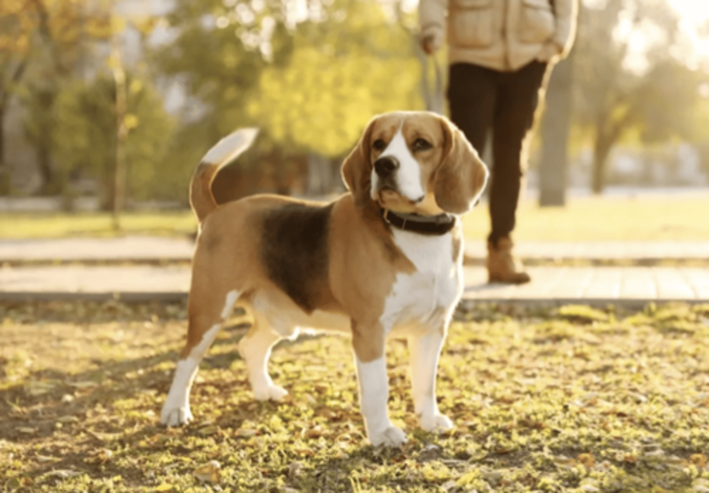 <p>FCI - 6, classic Beagle</p>
