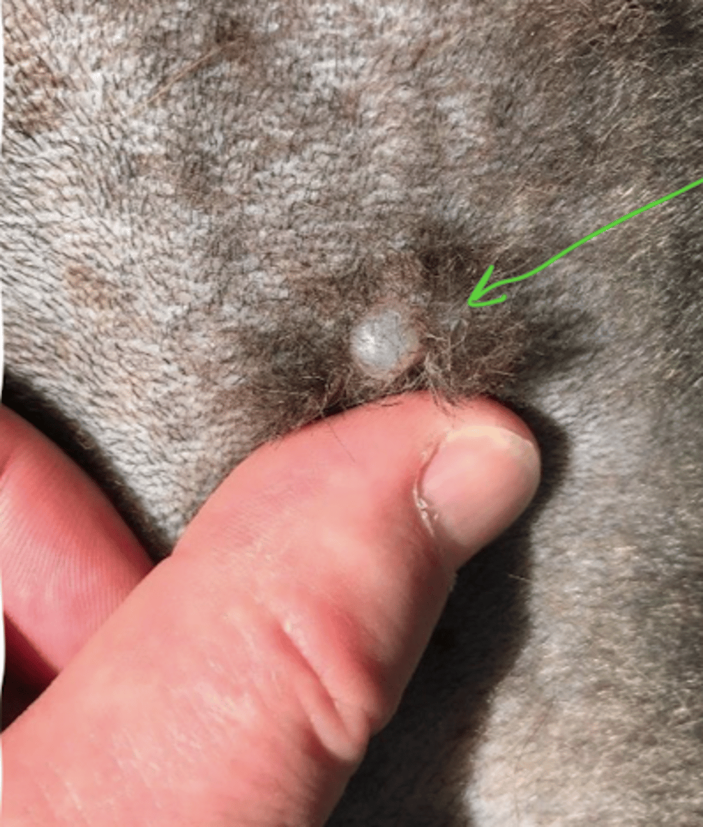 <p>what is this?</p>