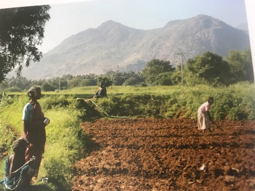 original vegetation that has been removed